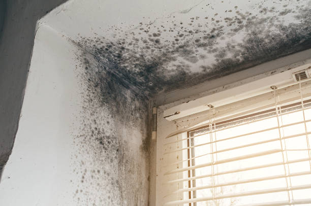 Affordable Mold Cleanup solutions in Boxborough, MA